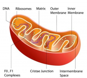 mitochondria
